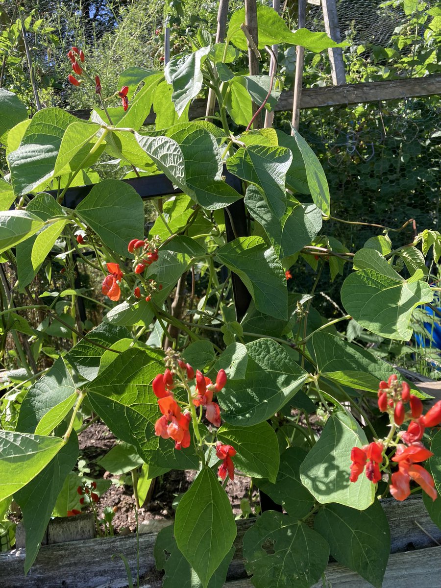Community Day at the RHSC allotment Tuesday 24/8/21 from 10am. New volunteers welcome to join us to tackle PLENTY of weeding and tidying ready for the start of term 🌱🍃🍅Parking available. Bring gloves. Some tools available ☀️🌈🌻🌸