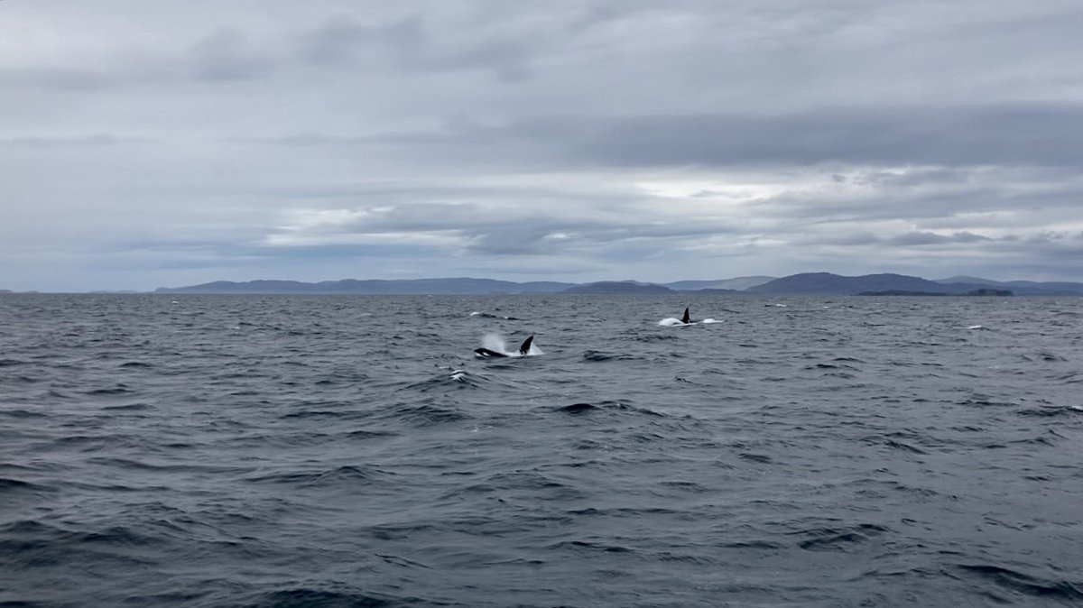 Sean Poynter (@sean_poynter7) on Twitter photo Orcas on the way home from Staffa yesterday #orcas #staffatours Orcas on the way home from Staffa yesterday #orcas #staffatours