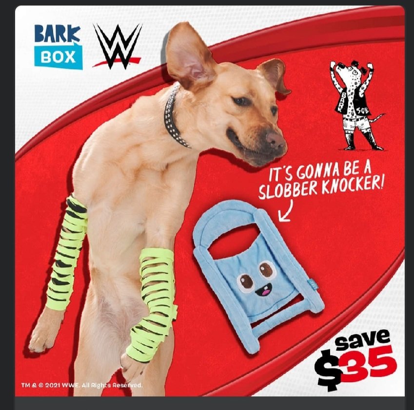 RT @BamSullivan: Bruh are those Jeff Hardy armbands on a dog https://t.co/139lcdce1z