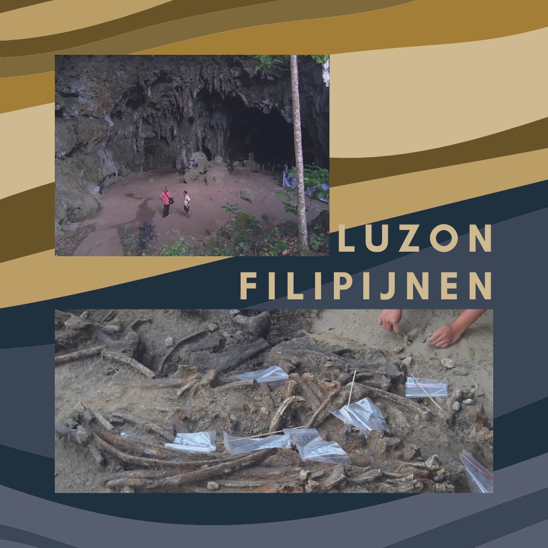 _WPZ_'s tweet photo. #onthisday in 2011 werd in de Callaogrot op Luzon, Filipijnen, een vinger- en teenkootje opgegraven van de kleine mens Homo #luzonensis. De datering geeft ca 67.000 jaar, Laat-Pleistoceen, toen de biodiversiteit mede bestond uit dwergolifanten, -buffels, -herten, en reuzenratten. https://t.co/cqbblTPGGX