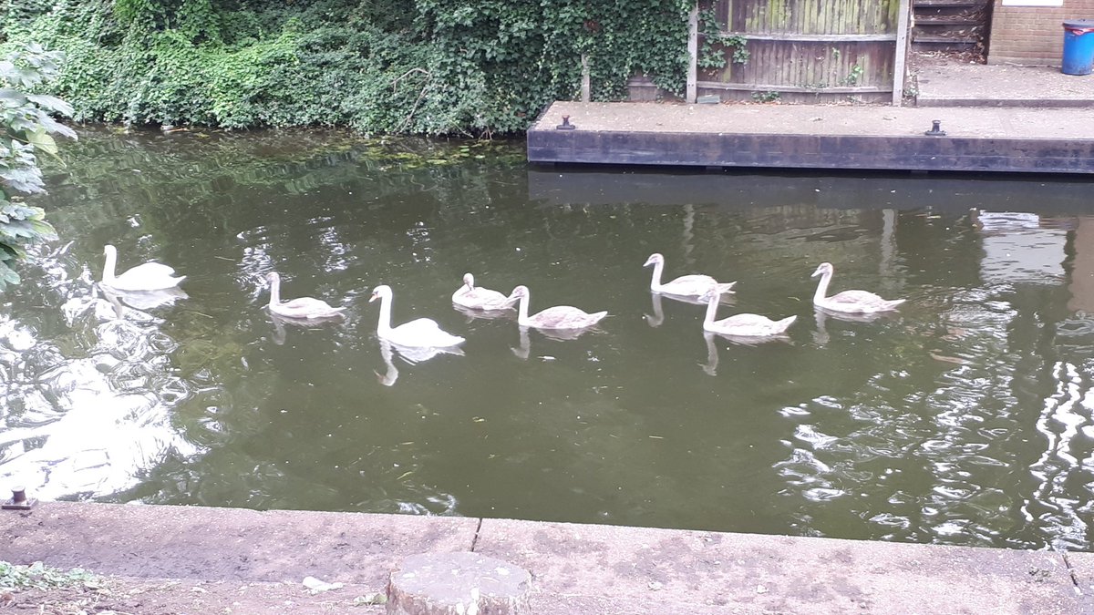 cambslib's tweet image. Spotted sailing by March library this morning -taking the cygnets to have a gander at WildWorld Heroes? #MarchLibrary #LibrarySwans #WildWorldHeroes