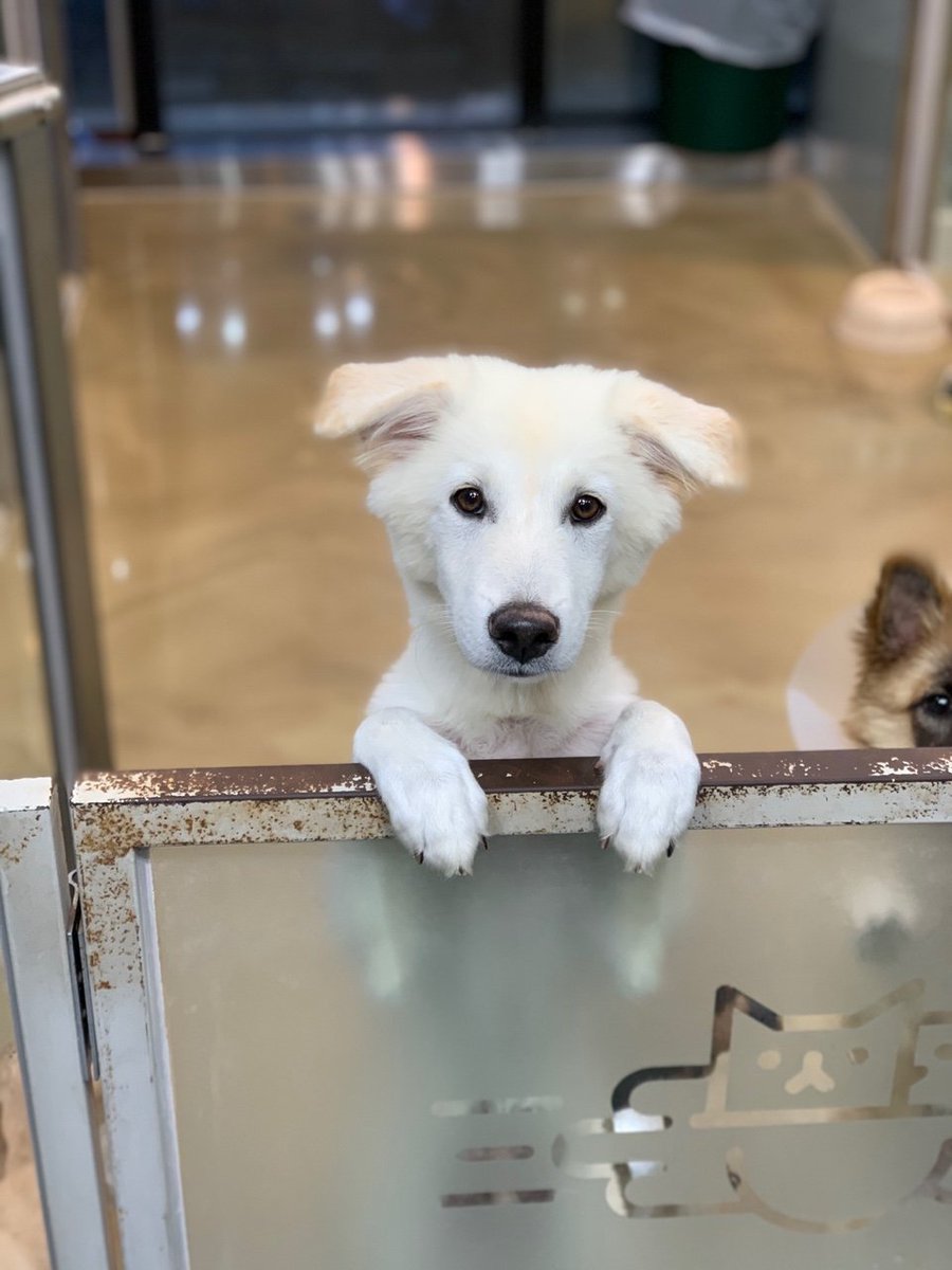 flyingpetclinic's tweet photo. [입양홍보] 아마 10kg 넘게 클 것같은 백도와 낫또, 돈복이, 스타가 가고 혼자 남은 슈팅이입니다. 셋 다 순둥순둥한 사람 좋아하는 아이들입니다ㅠ가족을 찾아요ㅠ https://t.co/dlLn55JJQl