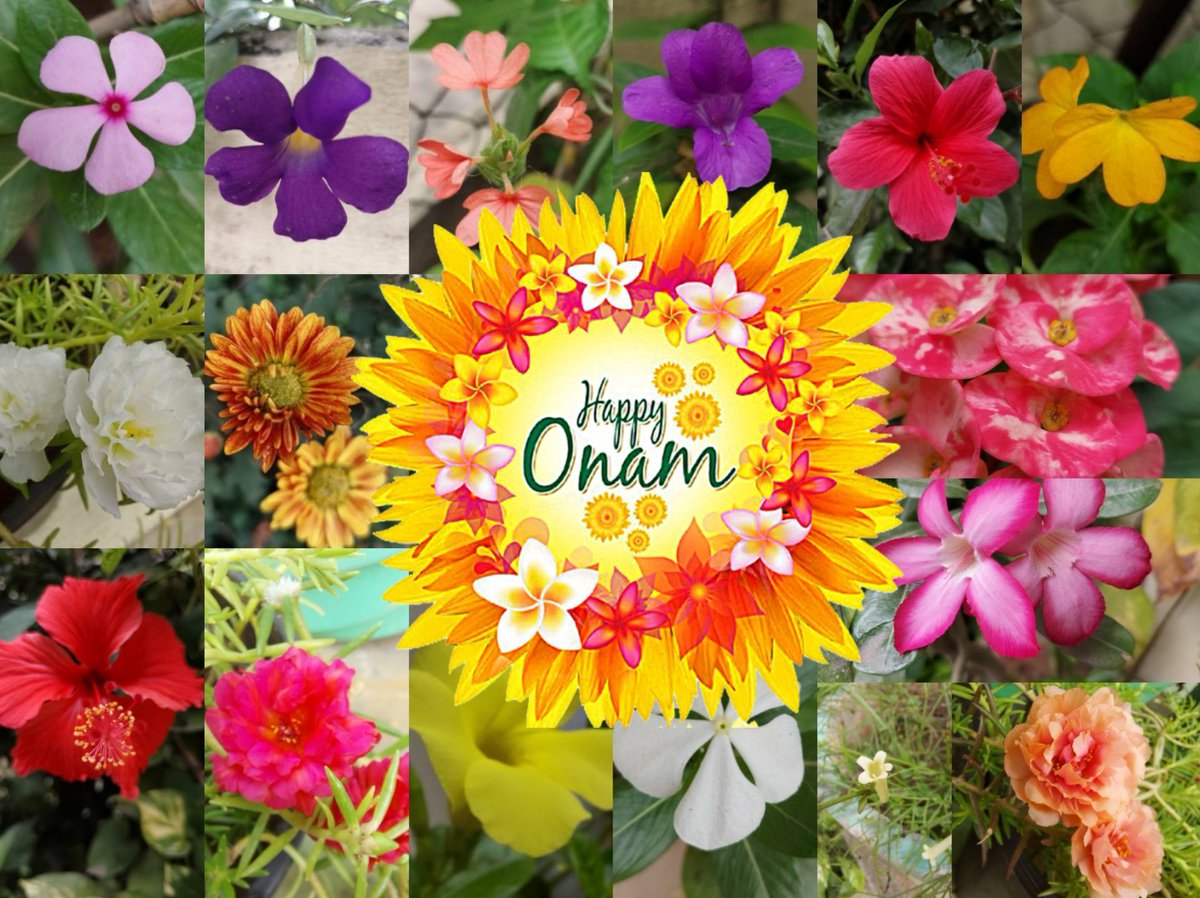 Onam Ashamsakal 🌸🌴🌾
Wishes to celebrate with a full sadhya, bright Onakkodi & colorful pookolam! 
#HappyOnam