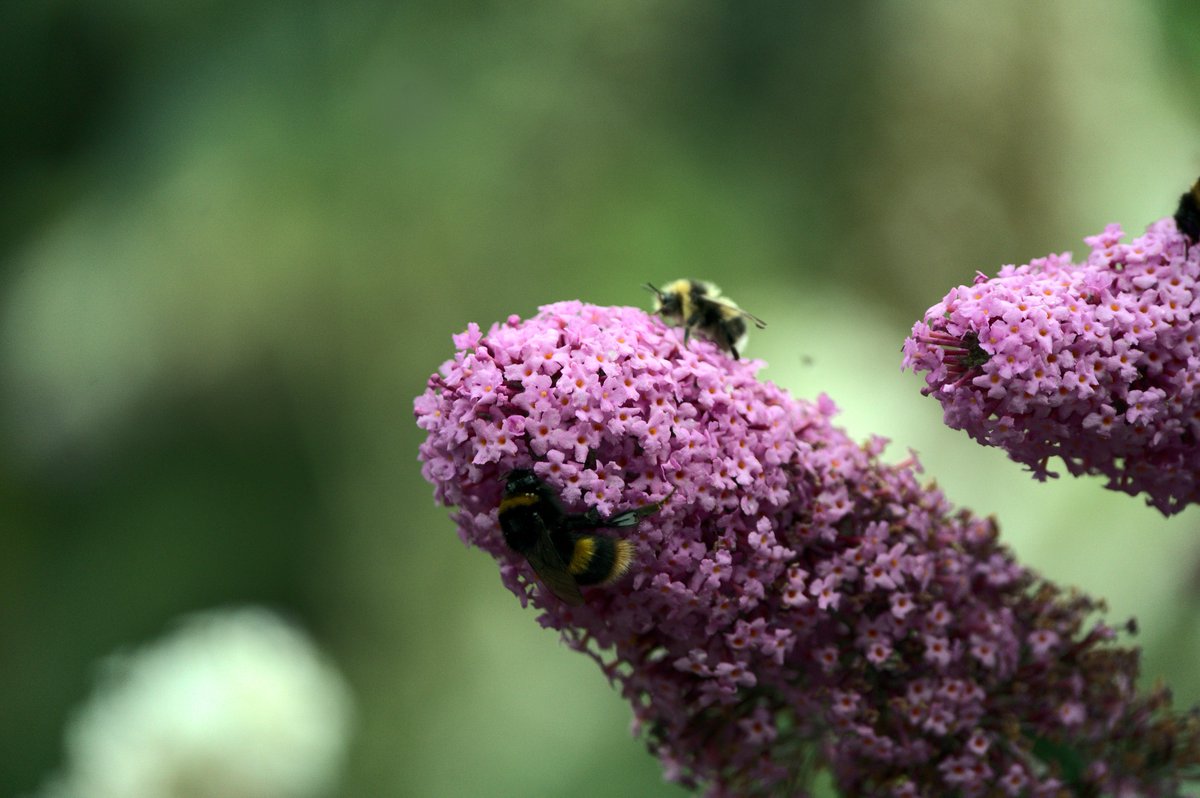 Martin Mere Continued...
#birdphotography #birds #martinmere #ducks #wildlife #wildlifephotography #sony #nature #NaturePhotography