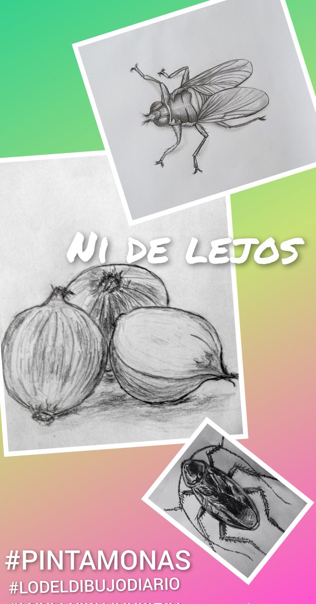 PETUNIA_PETU_'s tweet photo. Día 14. ✏️✏️✏️ 
#Lodeldibujodiario
#Pintamonas 
#Nogusta  #Dibujo  #Lápiz #drawing  @doorlessroom #Bichos #Sincebolla https://t.co/5Im03qYET4