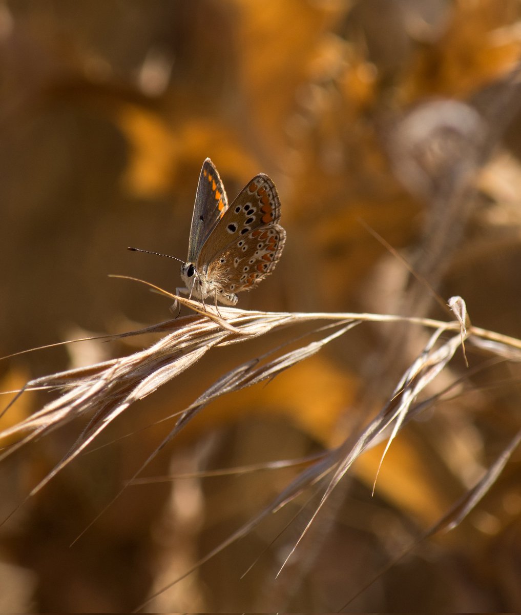 Brown argus