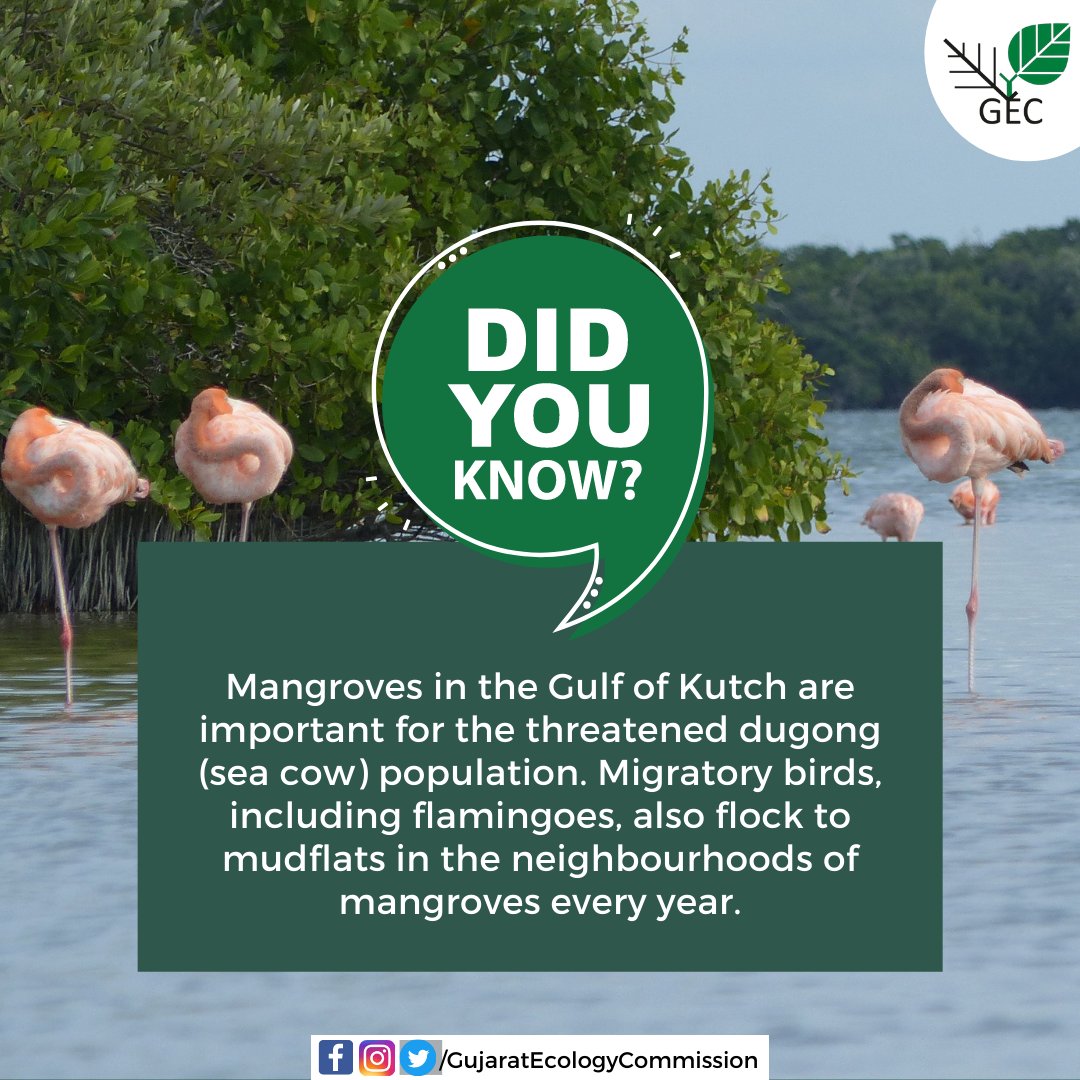 Did you know migratory birds also depend on mangroves?
#MangroveRestoration #DidYouKnow #Mangroves
#GujaratEcologyCommission