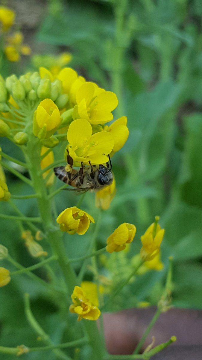 Ojijaf's tweet photo. Apis mellifera in my Garden! We #conserve, #protect and #save their #life for our #Life. @BritishEcolSoc @sejarnold @zucchinibeemama @BeeBabette @BeesBackyard @BeesNativePlant #BeeSHOT in @MUST_MBEYA https://t.co/YmrowP1qUH