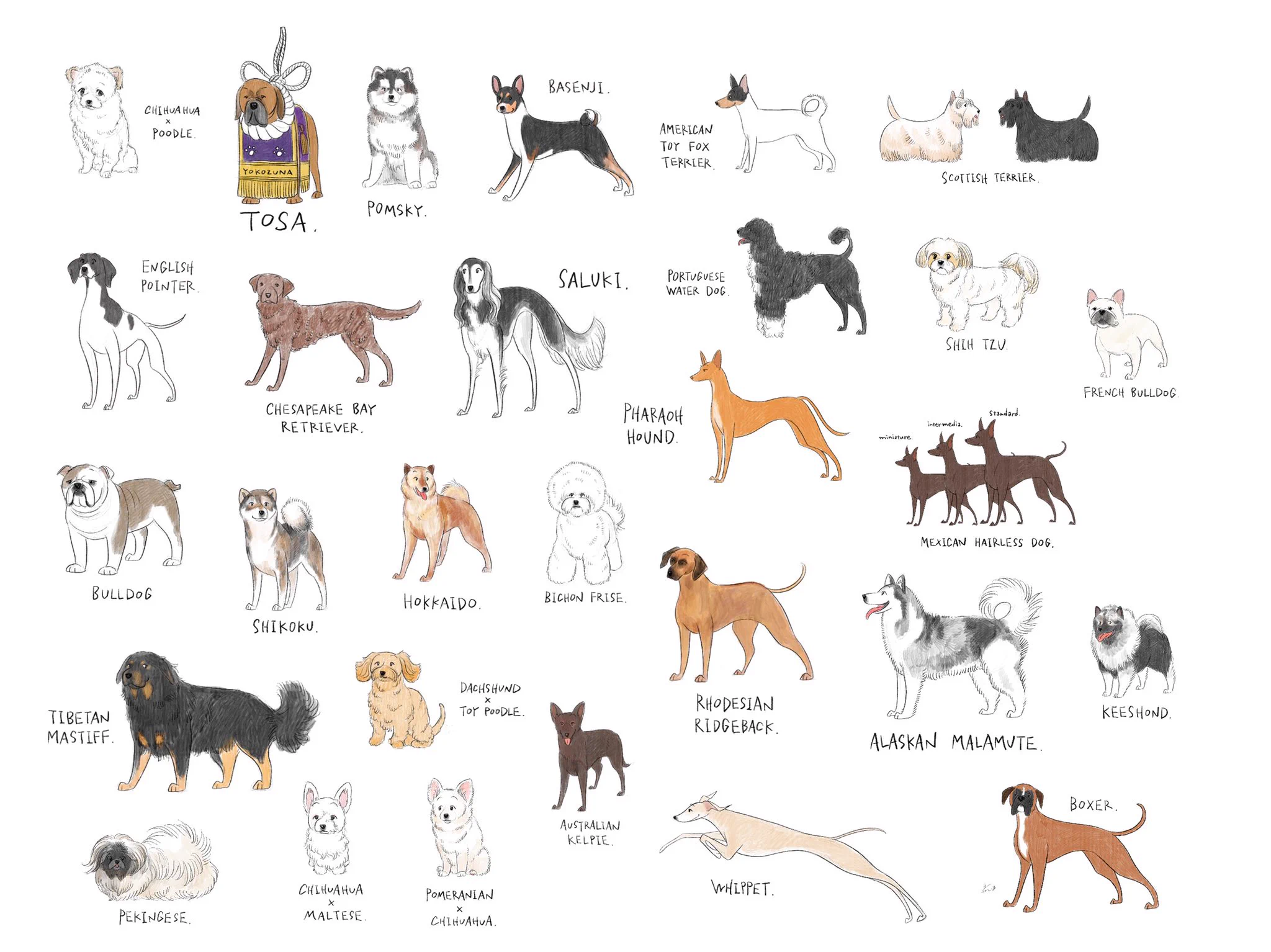 とんでもない数の犬を描いているイラストレーター！好きな犬種は見つかった？？