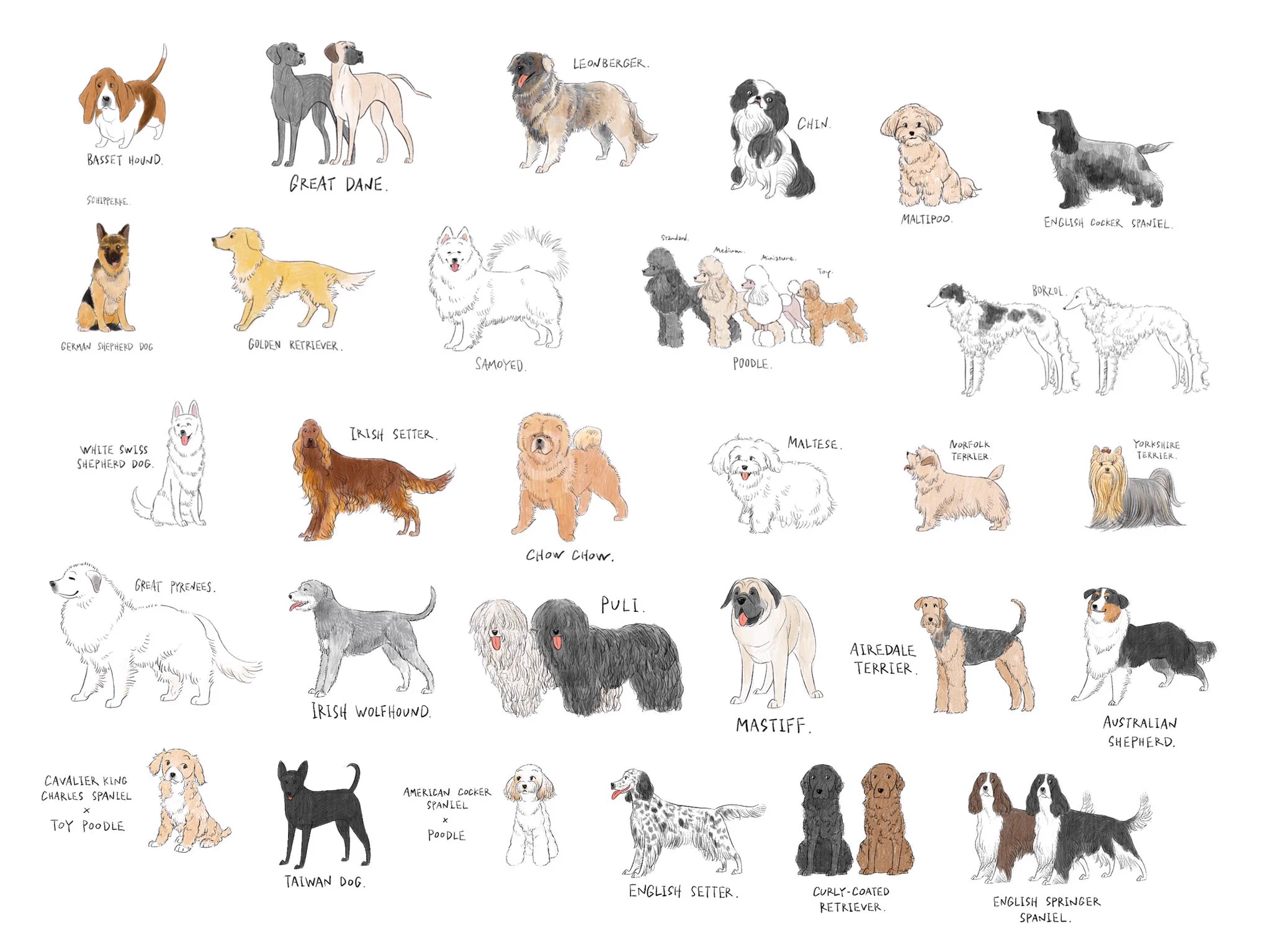 とんでもない数の犬を描いているイラストレーター！好きな犬種は見つかった？？