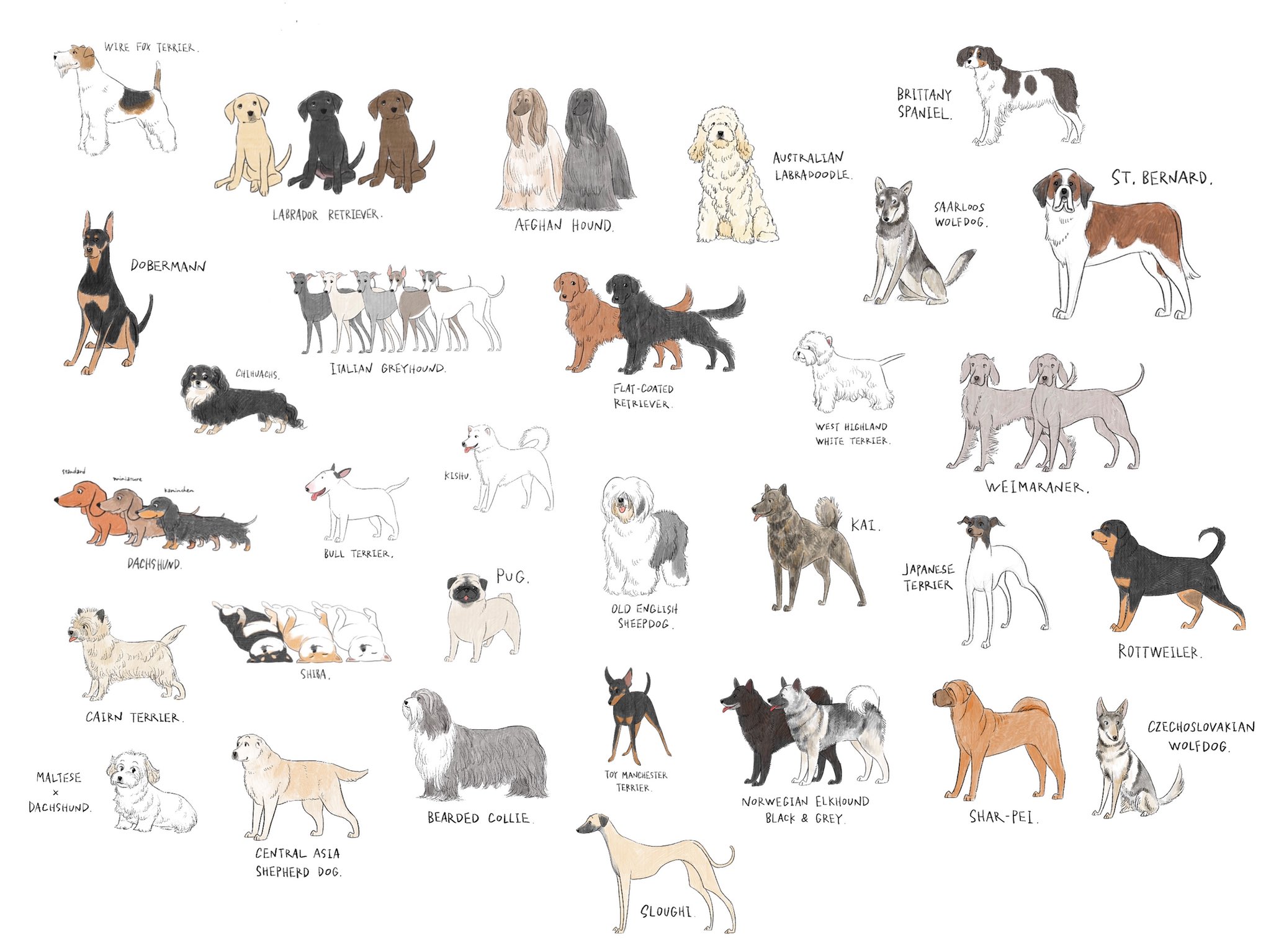 とんでもない数の犬を描いているイラストレーター 好きな犬種は見つかった 話題の画像プラス