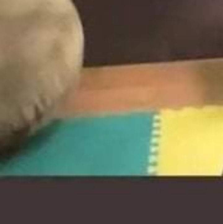 MCambsl2's tweet photo. Laglag pamore paps... bakit may rubber matting ka ng pambaby jan sa likod at stuff toy sabay bakit tinakpan.. hahaha.. ganda nga ang colors ng rubber matt... ALDUB/ADN colors... gus2 namin yan...Saan ba yan? 🤫🤭
Ctto
#TBADNBoycottMZETxAPT166 https://t.co/sapJgCjE5E