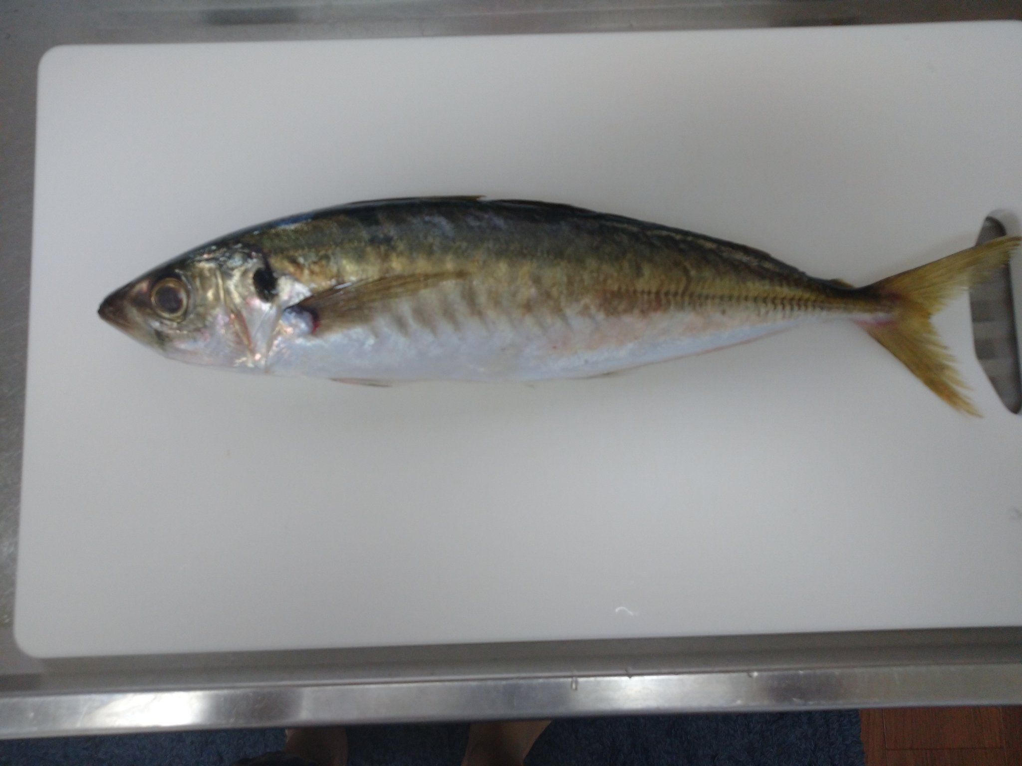 تويتر タッキ 釣り始めました على تويتر 本日も料理 本日は鯵を捌きました 鯵のたたき 鯵の炊き込みご飯 あら汁 です おうちごはん 料理男子 料理好きと繋がりたい 鯵 T Co Hyzgg9es8u