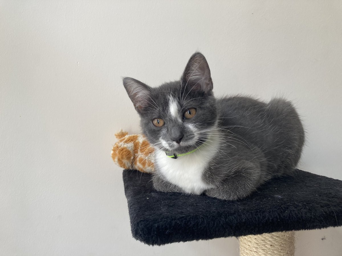 FilouTheCat1's tweet photo. Whenever it’s not a shooting day, I like to keep my paws to myself and turn into the ultimate loaf #PawModel #CatsOfTwitter https://t.co/ZkyNmQkuMe
