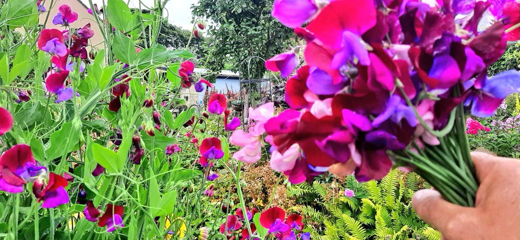 jpmoseley's tweet photo. Fragrant delights to start our Saturday!

#richpickings #sweetpea #frommygarden #gardengathered #cuttingarden #fragrantflowers💐🌺🌸 #flowertalk #JonathanMoseley #flowersfortheweekend https://t.co/LCKfUIkie1