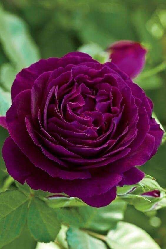 ليت الأماني .. كل ماجت على البال

يضحك لها الحظ الحلو .. وتحقق❤