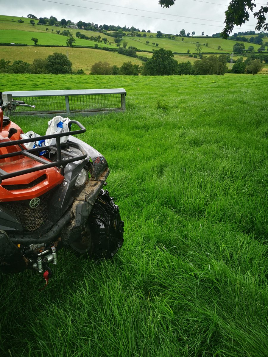 EvsNo8's tweet photo. One for you mate @DafyddJonesBSc I know you like ur #grass #freshgrass #lambs #welshgrass https://t.co/qnVHBo27SN
