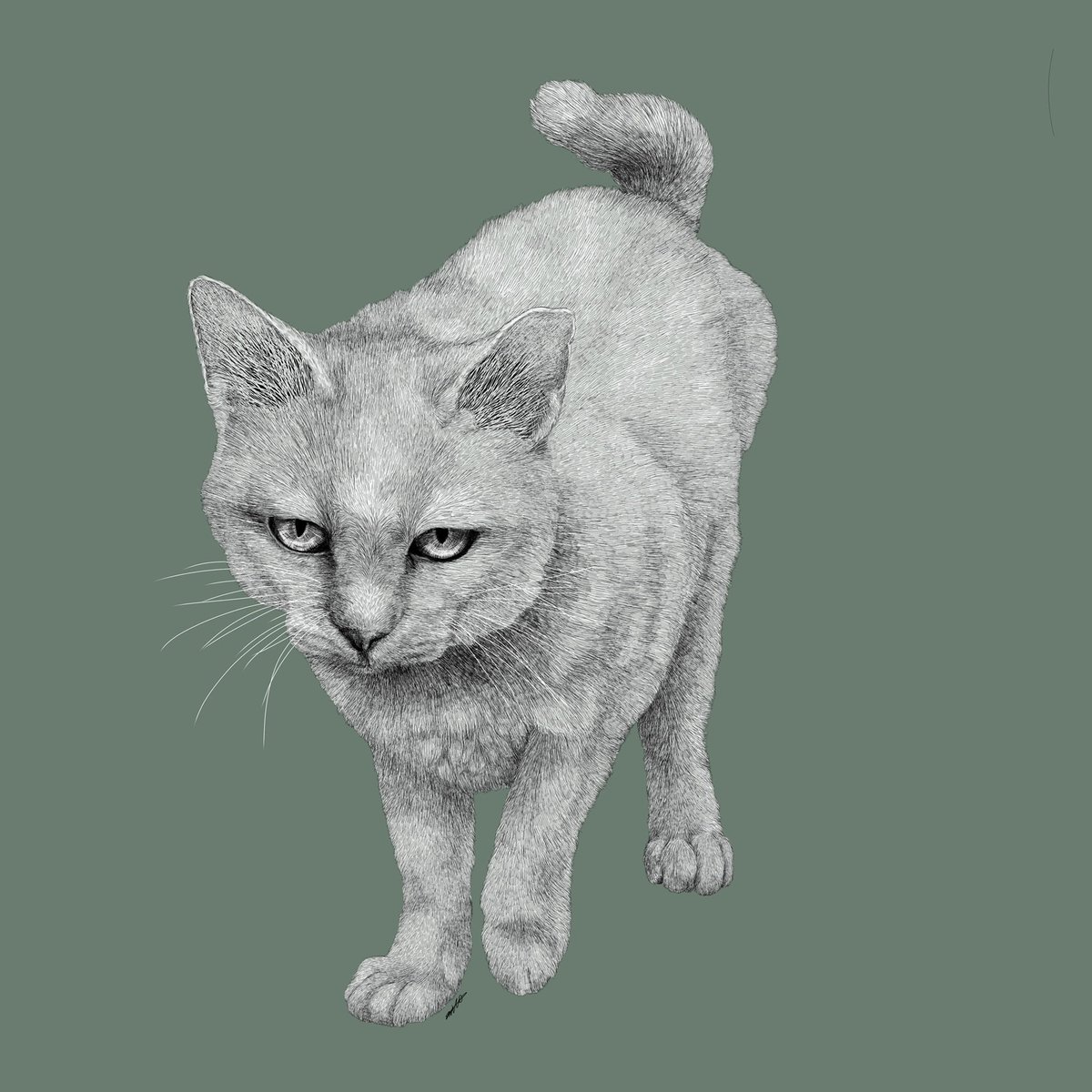 動物イラスト 動物イラスト