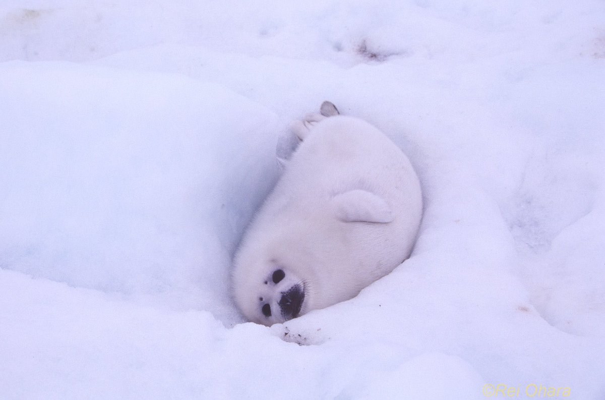 寝ていると体温で氷が溶けて体が雪原にめり込んでしまうアザラシの赤ちゃんが寝過ごした結果 かわいい 癒される Togetter