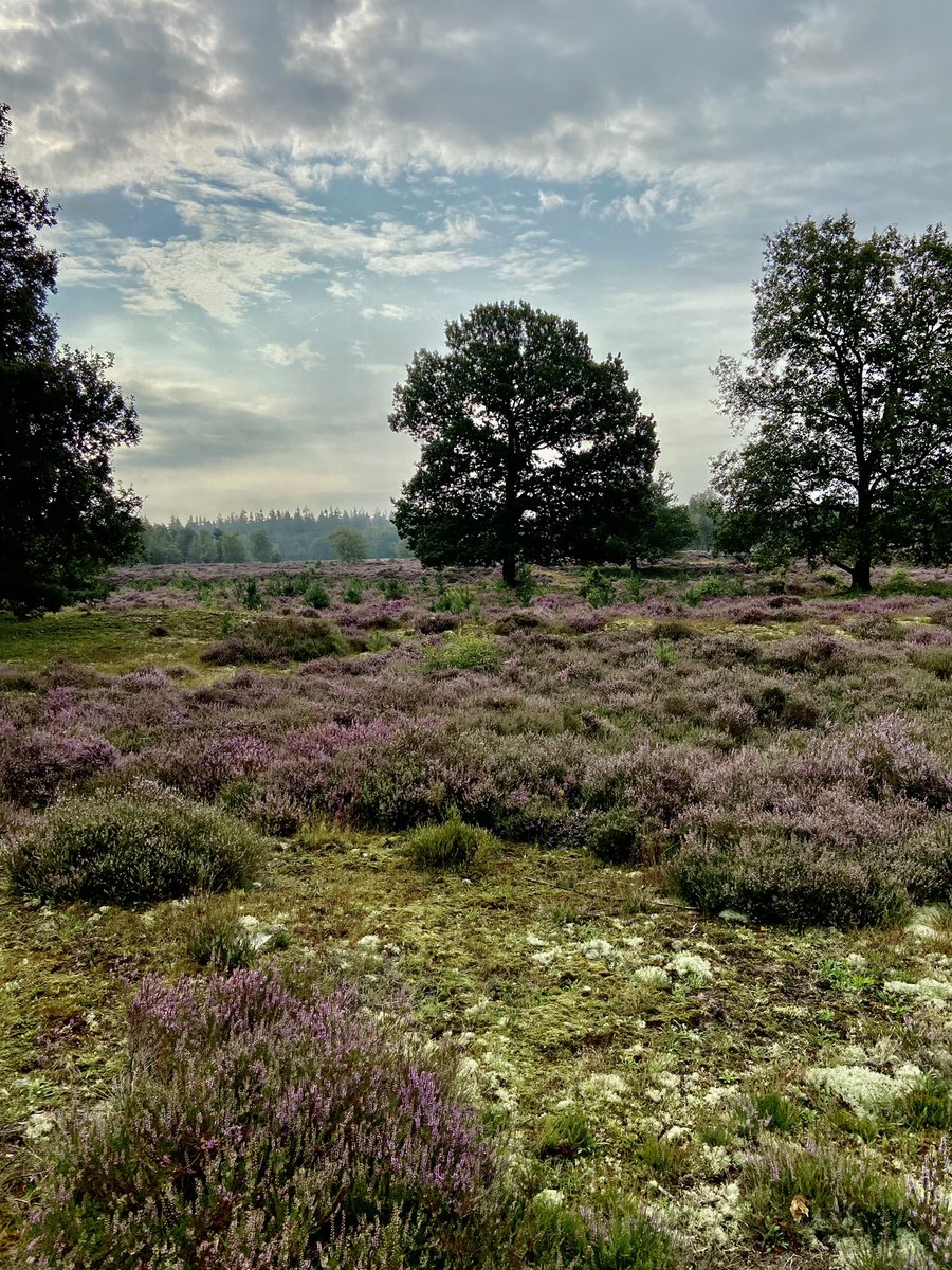 peterendewolf10's tweet photo. Paarser dan nu wordt het niet! #hei #stulp #lagevuursche https://t.co/V3bqd8vT5m