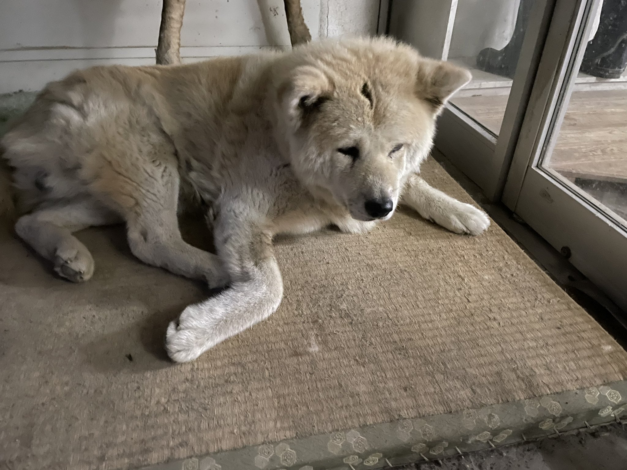 温泉のたまご オソウシ温泉に入ってきました ぬるぬる ですべすべになった けんちゃん 元気だったよ オソウシ温泉鹿乃湯荘 新得町 T Co Rjlhvog0dm Twitter