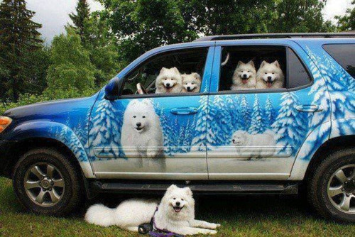 BayStatePet's tweet photo. Friend: What's your dream car? Me: https://t.co/ZFy44eLHka