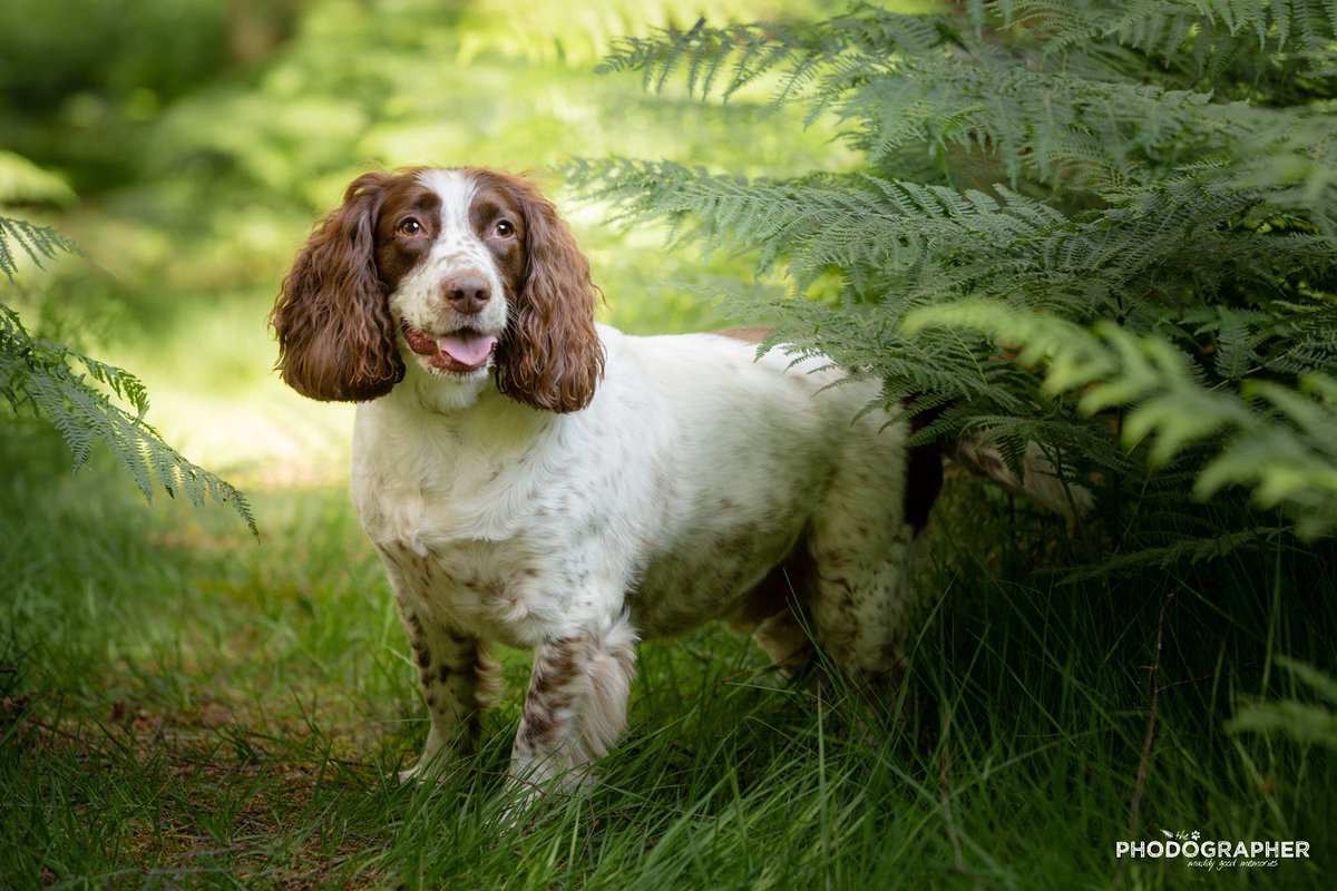 dkwillustration's tweet photo. Charlie AKA Mr C went on a photo shoot back in June with the wonderful Phodographer. This was one of our favourites from the day https://t.co/ueXs60LPH6