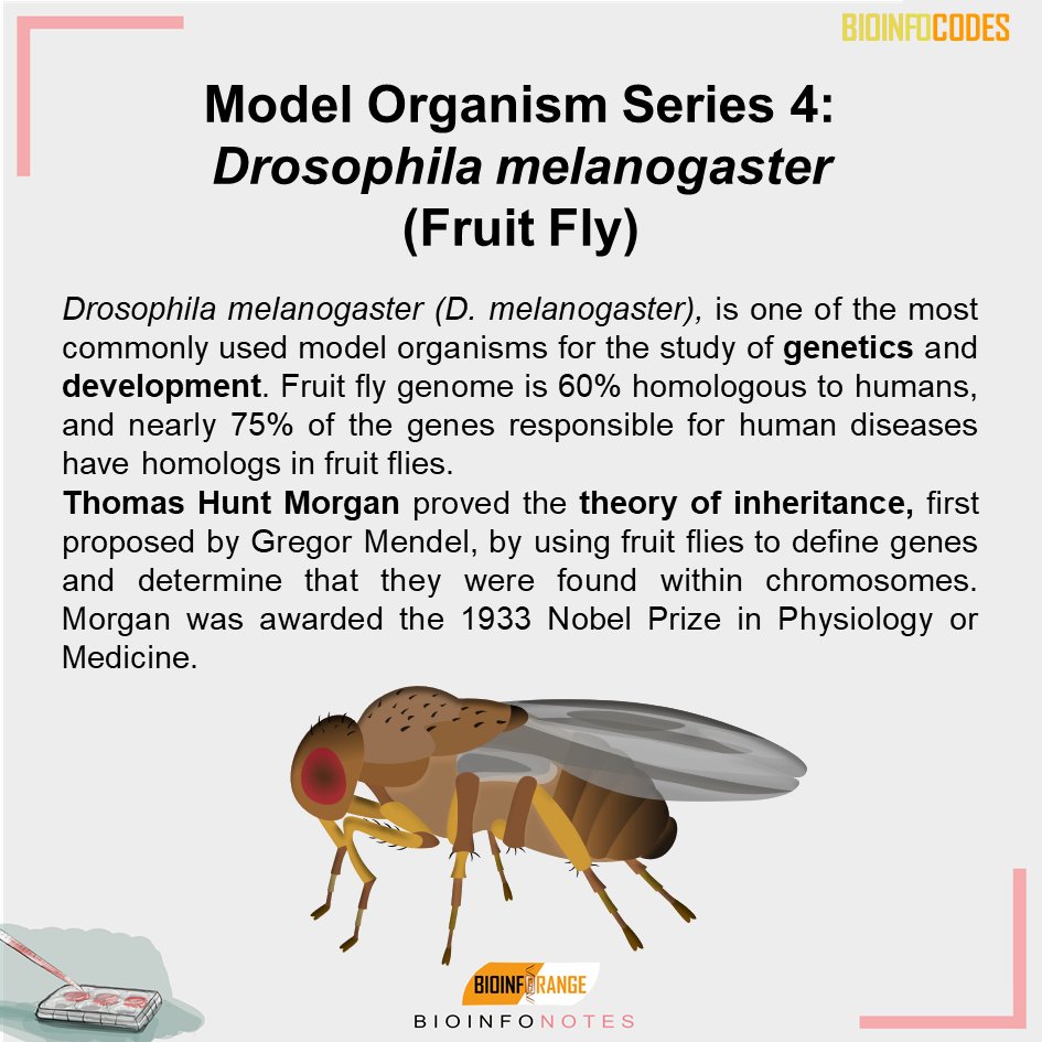 Drosophila