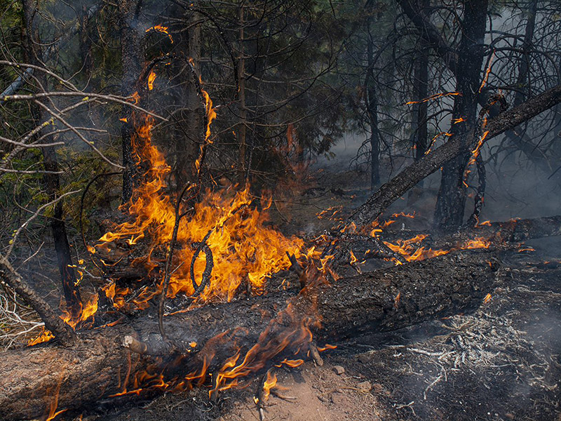 uoregon's tweet photo. Weekend Read: With multiple factors contributing to the growth of fire seasons, there is no one-size-fits-all answer to the question of how to live with fire — but UO experts are drawing from many different disciplines to offer ideas. https://t.co/8H7pQKJSOv https://t.co/CcdztooeuC