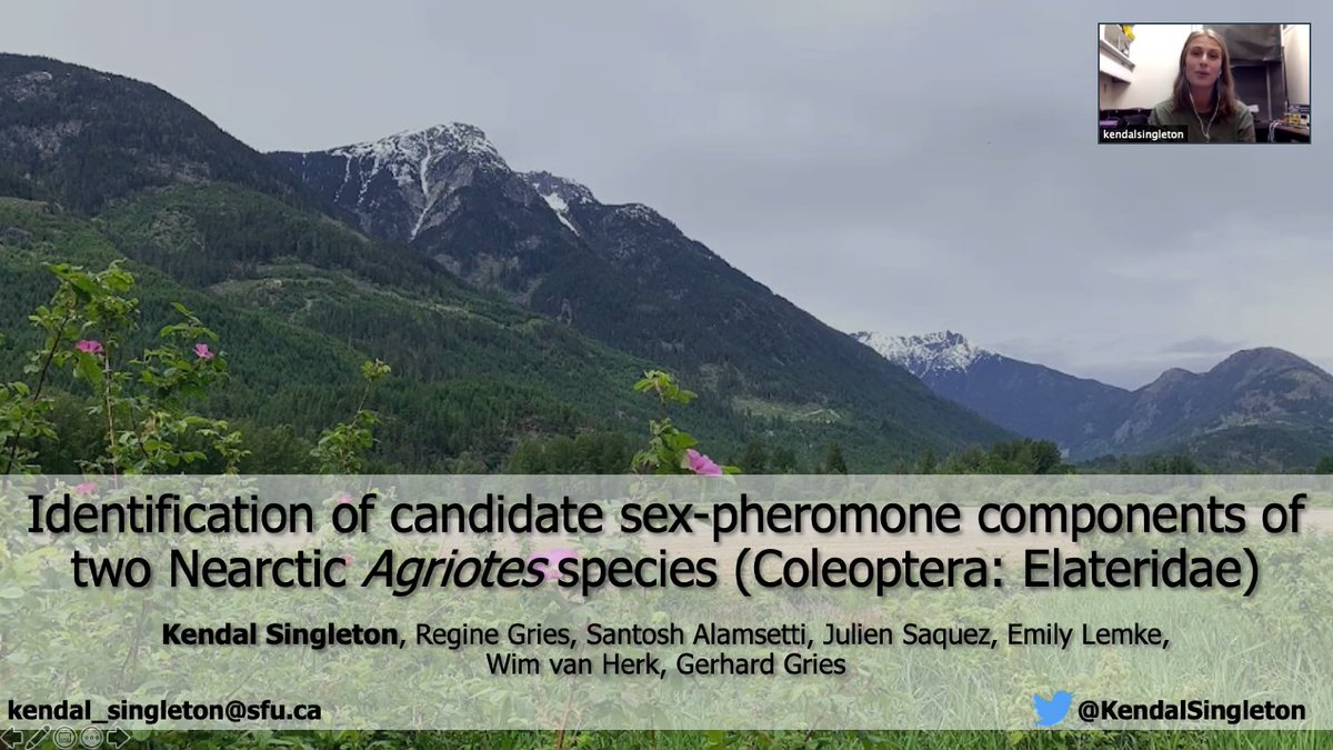 GriesLab's tweet image. Yesterday we heard from @KendalSingleton with a practise talk for the upcoming @ChemEcol_org meeting. She'll be sharing new click beetle (#Agriotes) pheromone work. Look for her presentation in Session #21 at 14:45 - 15:00 UTC.
