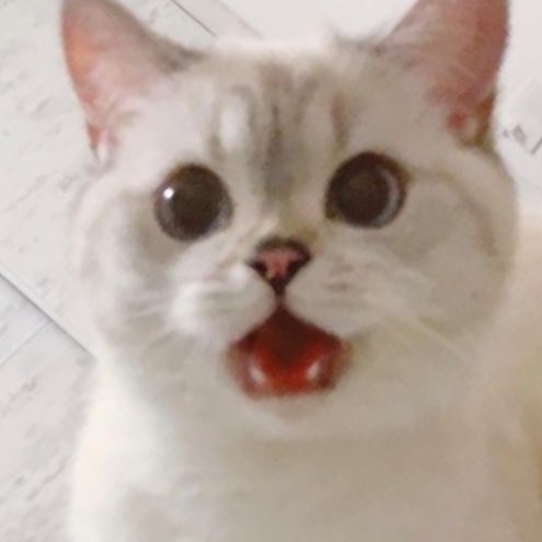 sunookitty_'s tweet image. nya !