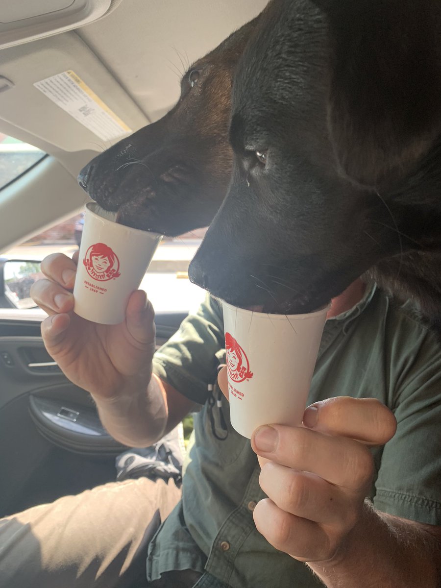 anabrodas's tweet photo. Watch out @starbucks, @Wendys is schooling you, and the puppies vote is final. https://t.co/95ppmQyFJg