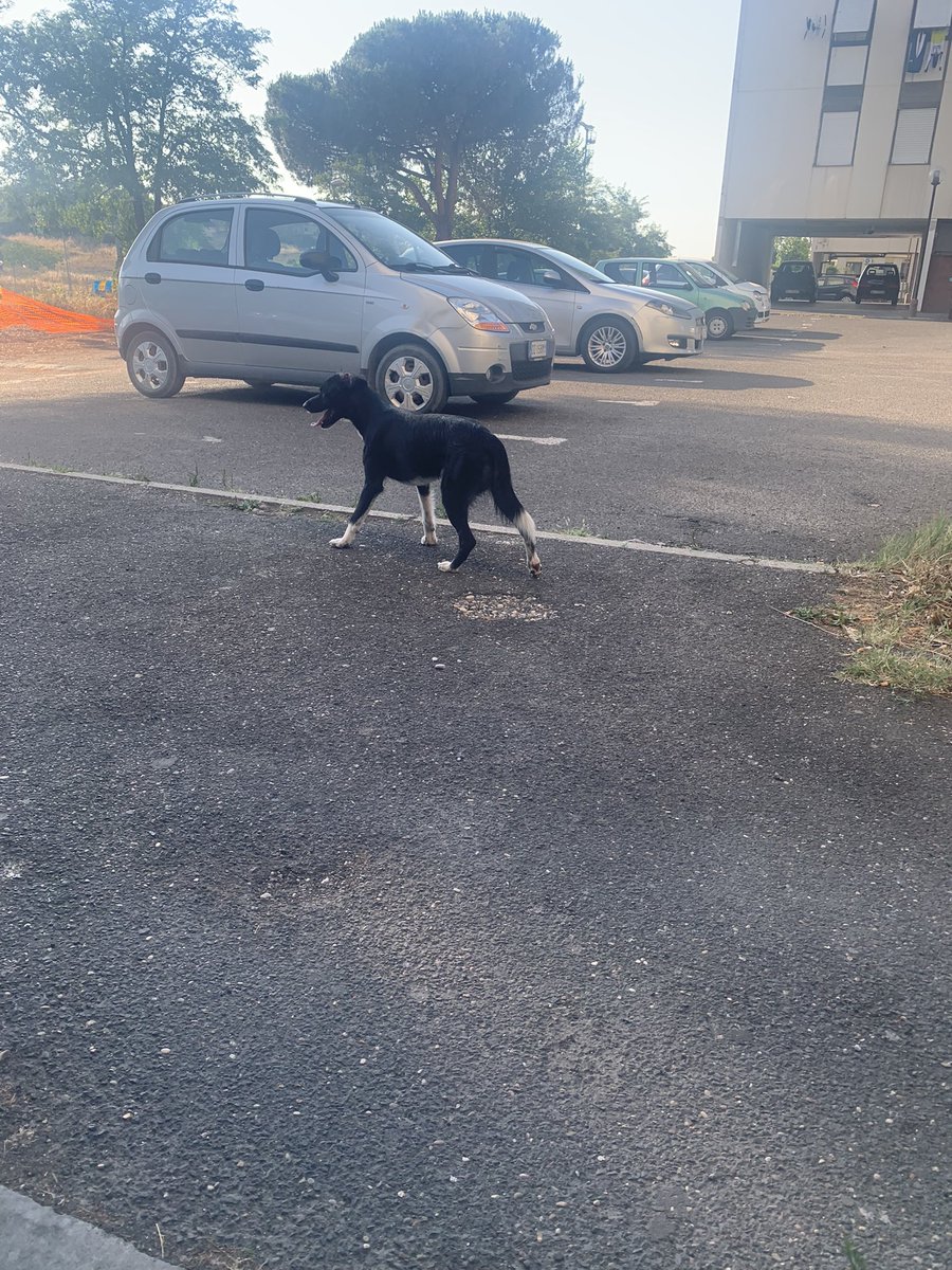 floraIsharry's tweet image. se siete di roma (zona torre angela) e riconoscete questo cane vi prego di contattarmi, gira per strada da stamattina e non ha collare o pettorina. anche se non siete in zona mi farebbe un sacco piacere un rt, almeno il tweet può raggiungere più persone.🤞🏻🤍