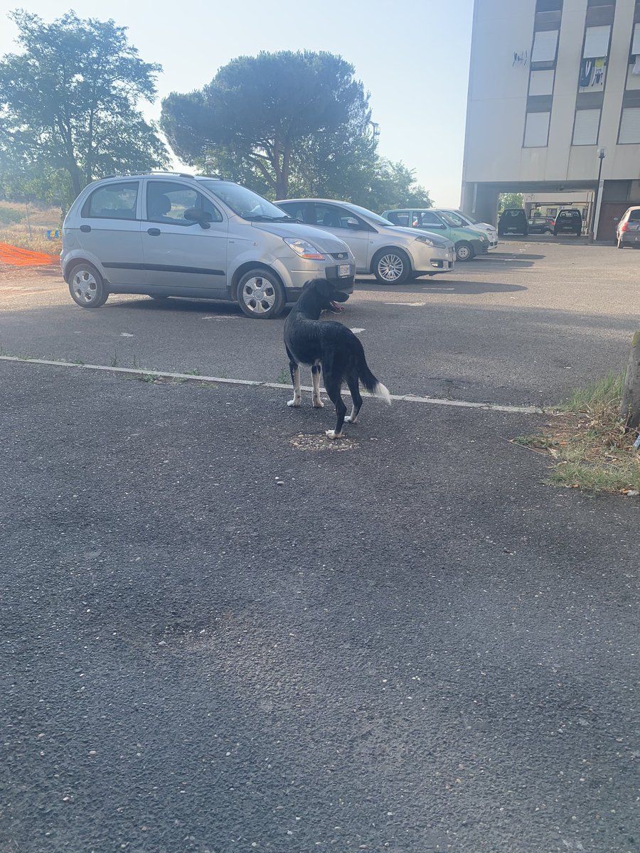 floraIsharry's tweet image. se siete di roma (zona torre angela) e riconoscete questo cane vi prego di contattarmi, gira per strada da stamattina e non ha collare o pettorina. anche se non siete in zona mi farebbe un sacco piacere un rt, almeno il tweet può raggiungere più persone.🤞🏻🤍