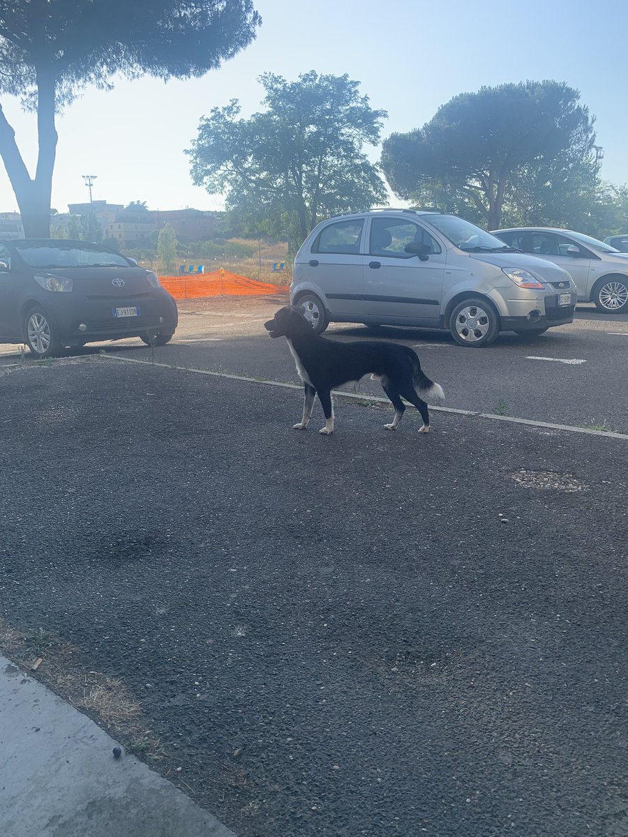 floraIsharry's tweet image. se siete di roma (zona torre angela) e riconoscete questo cane vi prego di contattarmi, gira per strada da stamattina e non ha collare o pettorina. anche se non siete in zona mi farebbe un sacco piacere un rt, almeno il tweet può raggiungere più persone.🤞🏻🤍