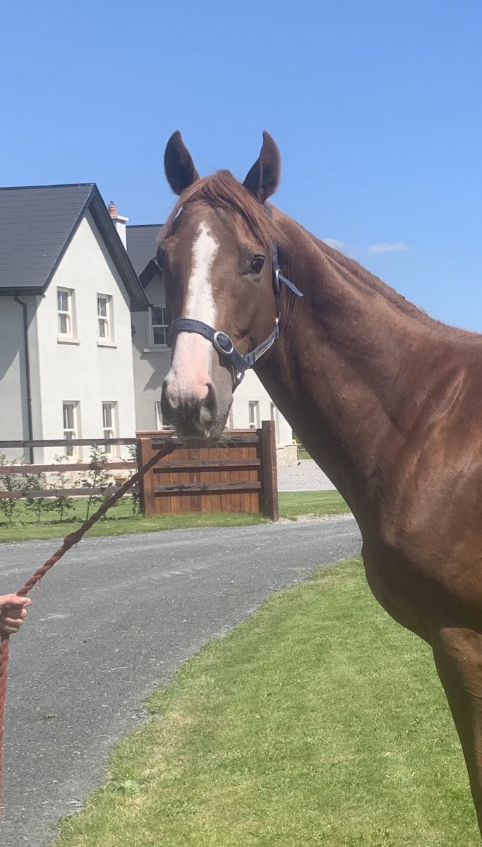 Beechlea_'s tweet photo. 💥💥Sonnyboylisten💥💥 Brilliant to say we Broke and Pre-Trained an Ebor Winner🍾. What a day and season for @JohnnyMurtagh. Great to be a part of it. Well done @BenCoen2 and all the team. @orla_murtagh #EborWinner #Hero https://t.co/iKrEVk6awT