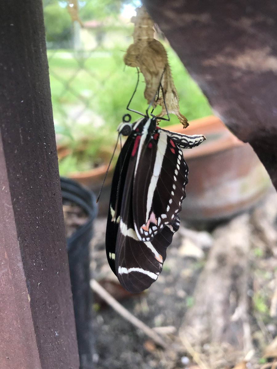 creepysteeples's tweet photo. This mornings emergences!! The one with crumpled wings I got to watch emerge, and they have fully formed wings now! https://t.co/HLJzCCGexA