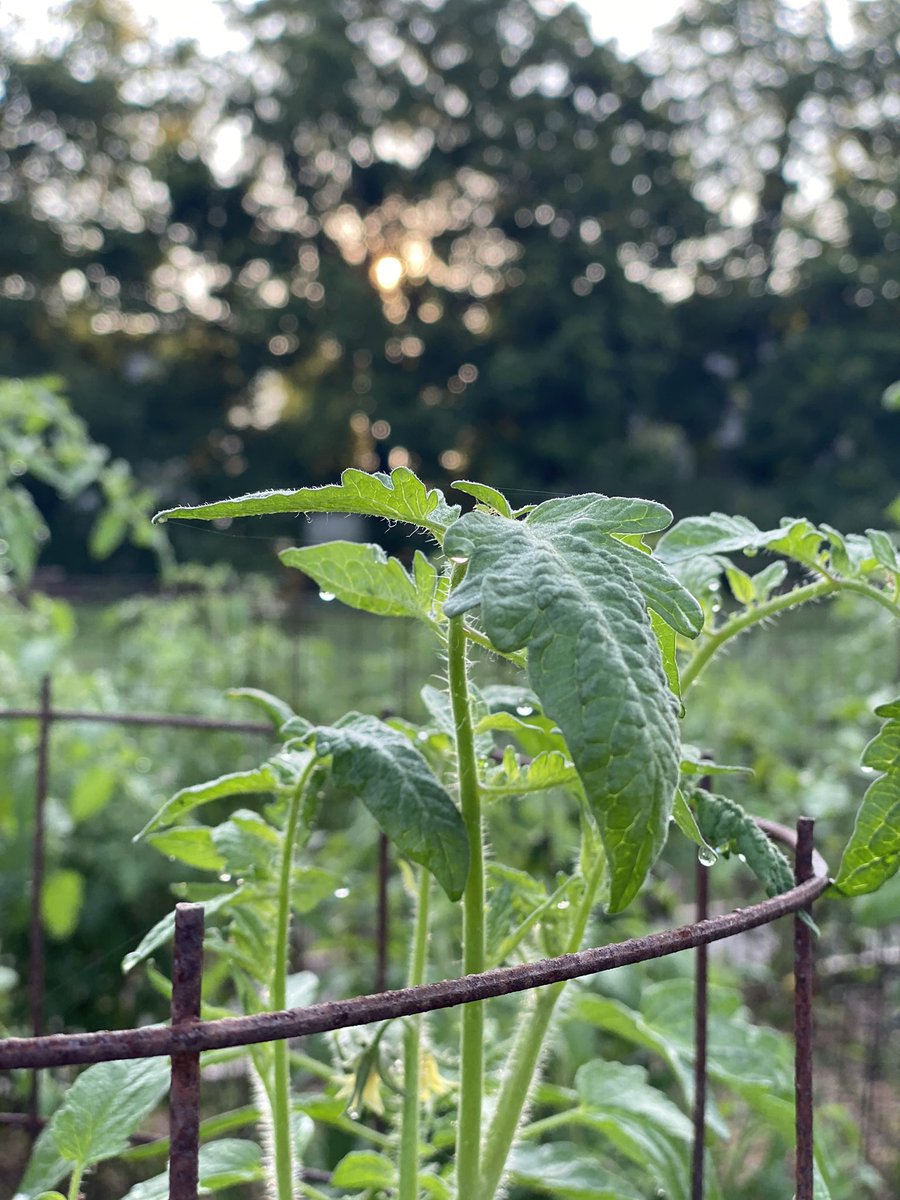 FishersRotary's tweet image. Good Morning @FishersIN from the garden! #feedingthehungry #serviceaboveself