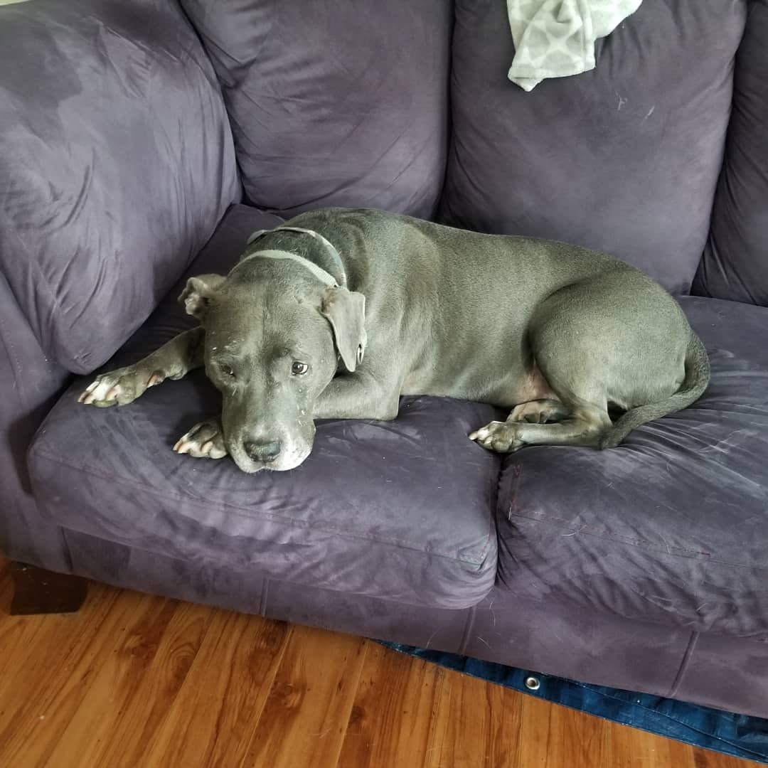 Melissa Kotačka (@mkotnc) on Twitter photo One of my former fosters is here for the weekend. Can you guess which dog is the visitor versus the resident based solely on their expressions while on the couch? 🤣 <a href="/HopeAnimalsNC/">Hope Animal Rescue</a> One of my former fosters is here for the weekend. Can you guess which dog is the visitor versus the resident based solely on their expressions while on the couch? 🤣 <a href="/HopeAnimalsNC/">Hope Animal Rescue</a>