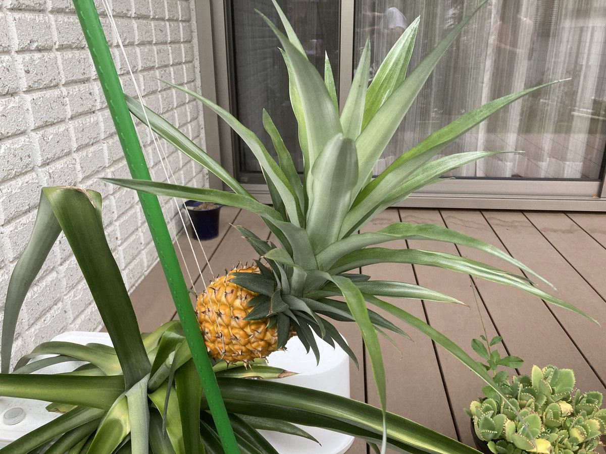 一昨年の11月から育てていたパイナップルを、ついに収穫しました！ 茎