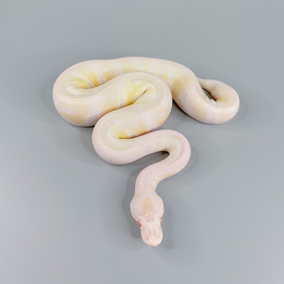jyssbfaii's tweet image. ขอเบิกตัวลูกชายคนใหม่ตาสีชมพูงววววว น้องลูอิสสสสสสสส #ballpython #axanthic #albinoballpython