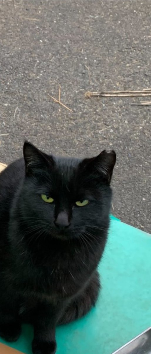 名前はふぅになりました Nyankonokazoku Twitter