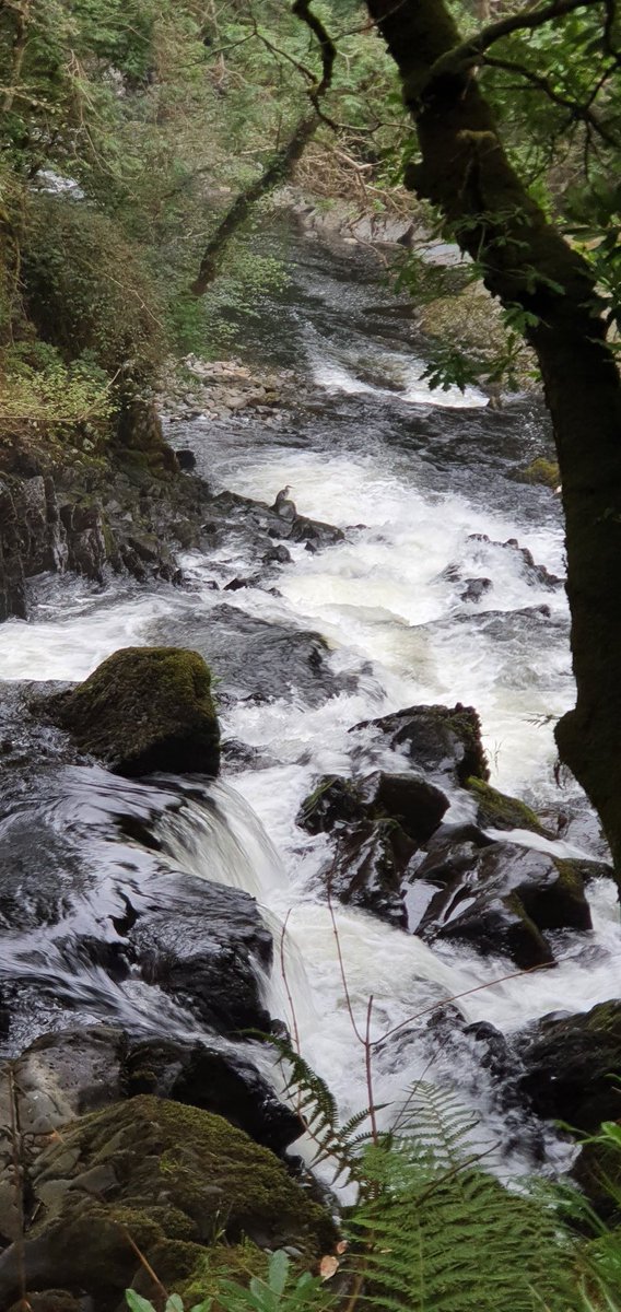 Jared Young tweet media