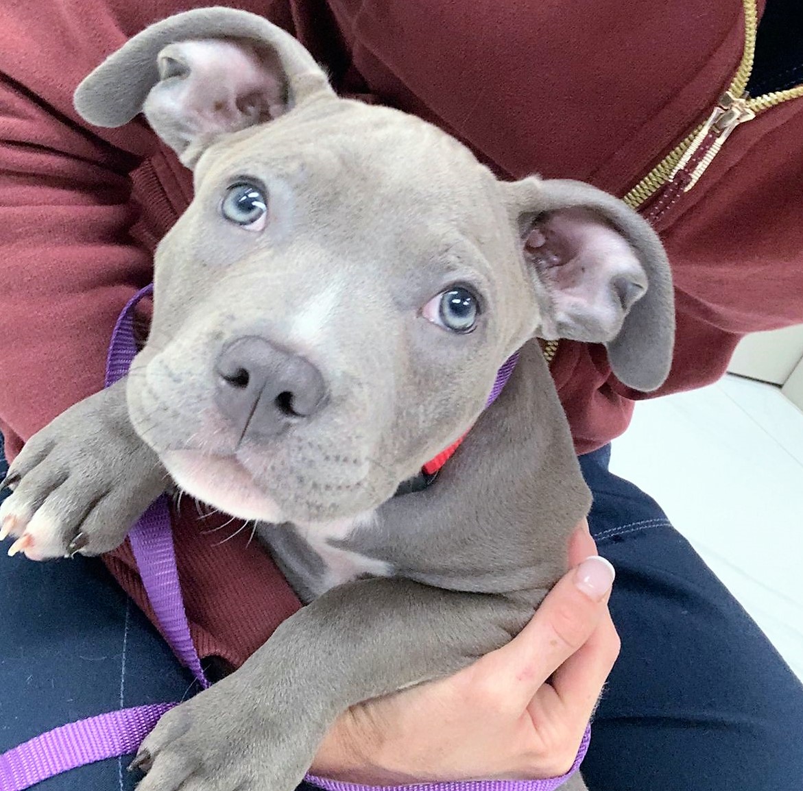 And here's another beautiful new little face, also named Nina!
.
.
#newfaces #puppiesfordays #silver #torontopuppies #animalhospital #toronto #libertyvillage