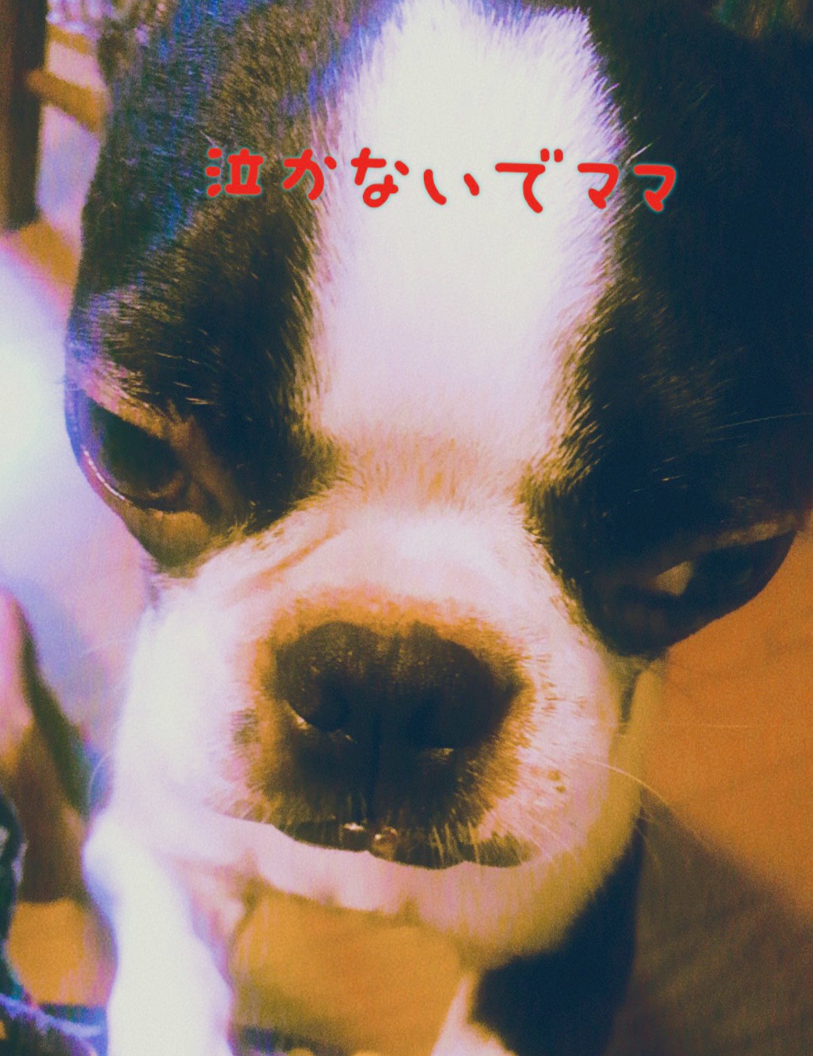 犬のうた Twitter Search Twitter