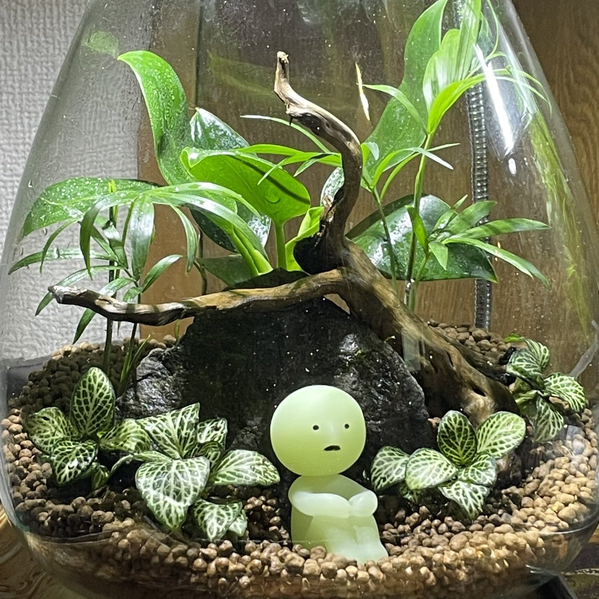 さいろー 鞄 余ってた水槽にダイソーの観葉植物寄せ植えしたら なかなかいい感じになった