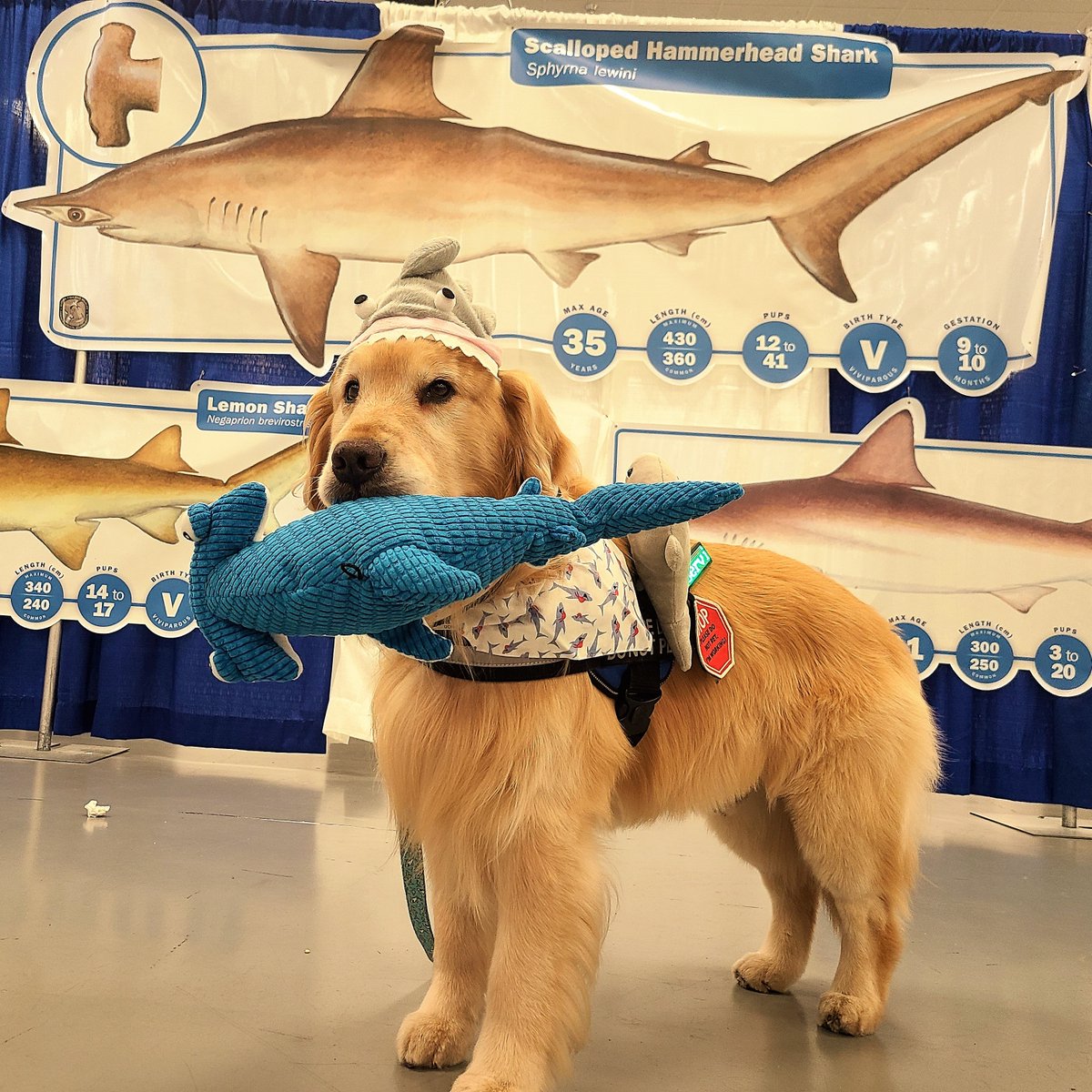 Kobalt_IST_Gold's tweet photo. What did the #Dogfish say to the #HammerheadShark? Stop being a tool & letโs play!
.
.
.
.
๐ฆ #SharkCon @ScubaSoaps @grandthemingstudios @MyFWC @fyccn2 @thespicyshark #fyccn #myfwc #GTStudios #SharkCon #oceanconservation #shark #sharkconservation #foodallergies #dogsoftwitter https://t.co/xWGHZPxEix