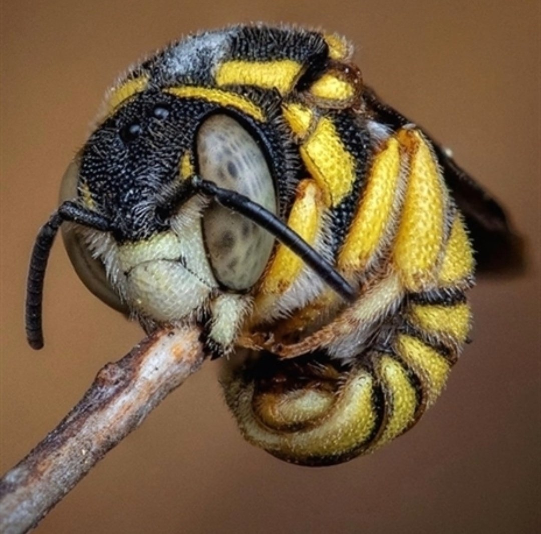 La abeja europea (Apis mellifera), también conocida como abeja doméstica o abeja melífera.
Hermosa foto by 📸 <a href="/macro/">Miguel Criado</a>.tal