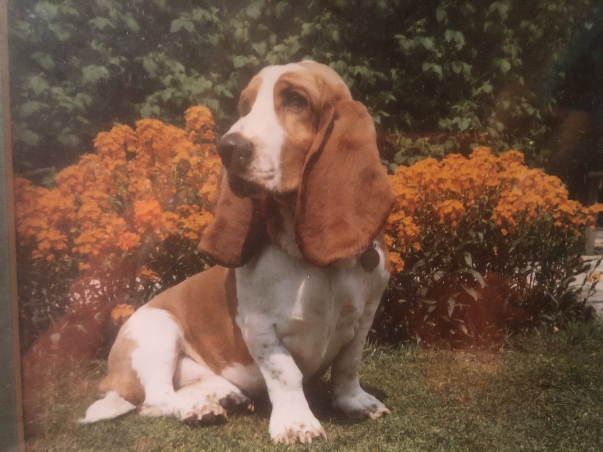 olive_blacklab's tweet photo. @BassetBuck @AZHbomb These were mummys bassets Emma tri coloured & Barney lemon & white #softspot #silkyears #bigcharacters 😃 https://t.co/p9r9M83Ycy