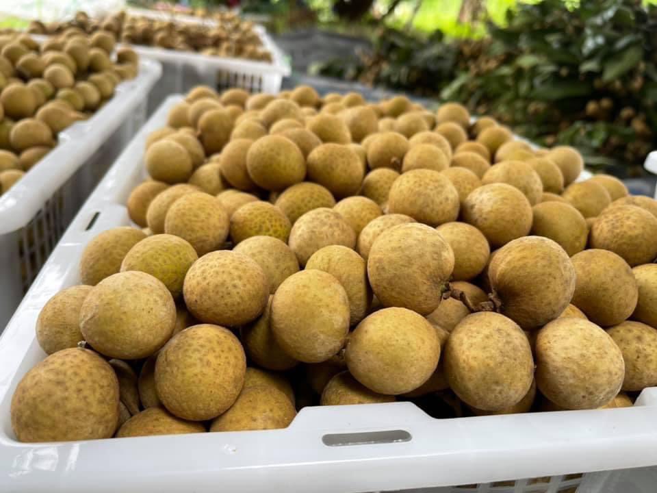 ทุกคนขา ไม่ซื้อไม่เป็นไรค่า แต่ช่วยรีทวิตหน่อยนะคะ เพื่อนเราทำสวนลำไย ราคาตกต่ำมาก วันนี้โรงรับซื้อดันมาปิดรับอีก โดนตีกลับจนไม่รู้จะไปขายให้ใครเลยค่ะ ขายแค่พอค่าคนงาน กิโลละ 25 บาท ถูกมากๆ เก็บสดๆใหม่ๆจากต้น หวานอร่อยสุดๆไปเลยค่ะ